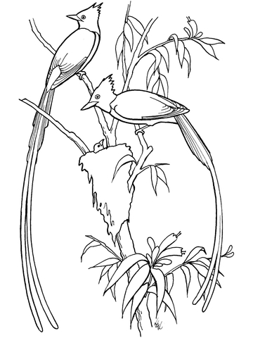 Flycatcher Birds Coloring Page